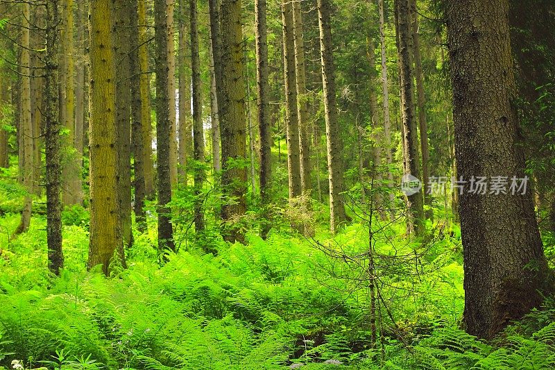 松树绿色高山林地-格局景观，常绿森林，自然格局，树干美丽的自然背景，巴伐利亚阿尔卑斯和蒂罗尔边境-奥地利/德国